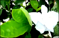 Gardenia flower at branch