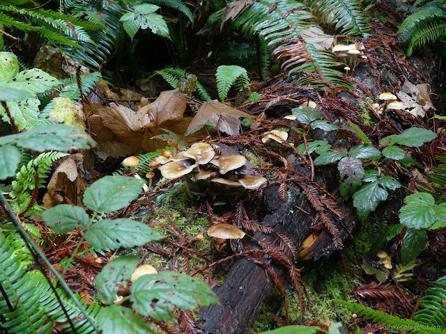 05: log with many clusters of mushrooms