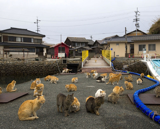 Кошачий рай — остров кошек Аошима