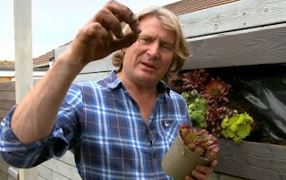 David with Sempervivum