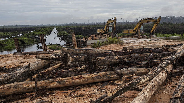 Ironi KLHK: Hutan Dibabat Korporasi, Rakyat Dibebani Tanam Pohon