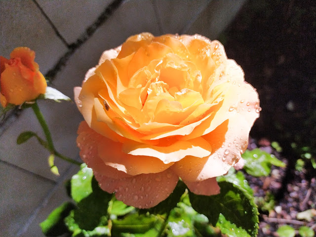 Rosa grandiflora "Soleil de Minuet".