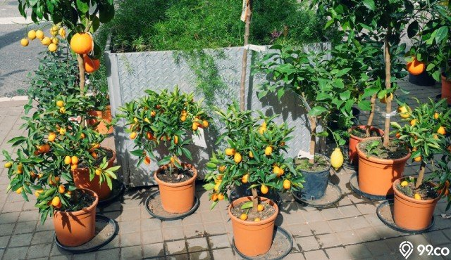 Berkebun dengan cara Tabulampot