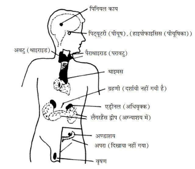 हॉर्मोन और अंतस्रावी ग्रंथियाँ | हार्मोन और ग्रंथियां | Hormone and Glands in Hindi