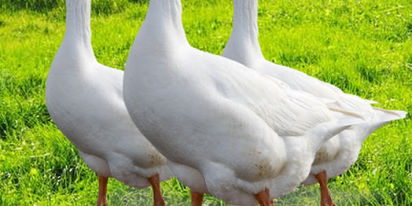 What is the lifespan of geese?