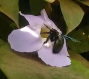 photo of bee extracting pollen