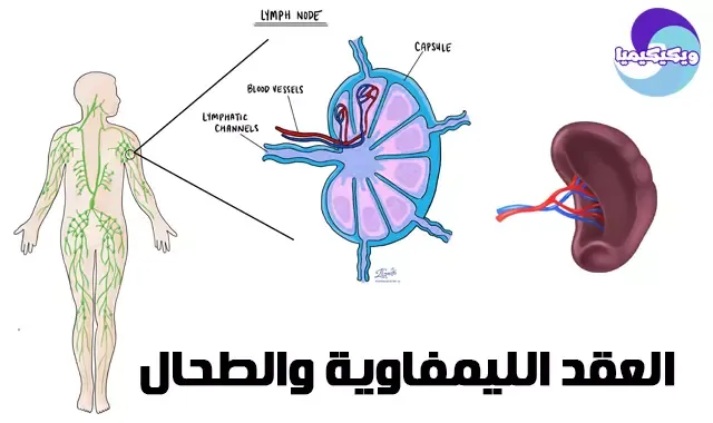 Lymph Nodes and Spleen