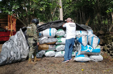 Secretaría de Marina asegura en Quintana Roo 41 toneladas de carbón vegetal y 101 metros de madera