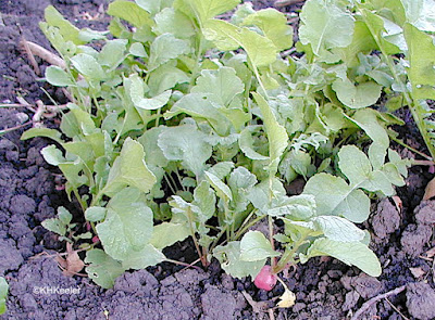 radish, Raphanus sativus