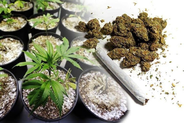 hybrid cannabis strains