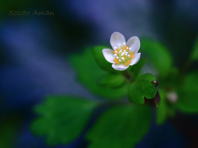 Dichocarpum trachyspermum