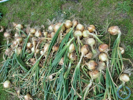 Texas Supersweet Onion Crop