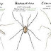 Is Daddy Longlegs Actually Most Venomous Spiders Of The World?