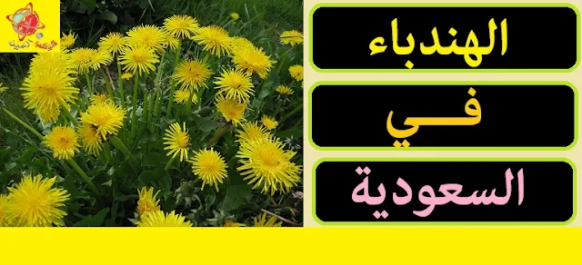 "الهندباء في السعودية" "اسم الهندباء في السعودية" "شاي الهندباء في السعودية" "ما هي الهندباء في السعودية" "ماهو الهندباء في السعوديه"