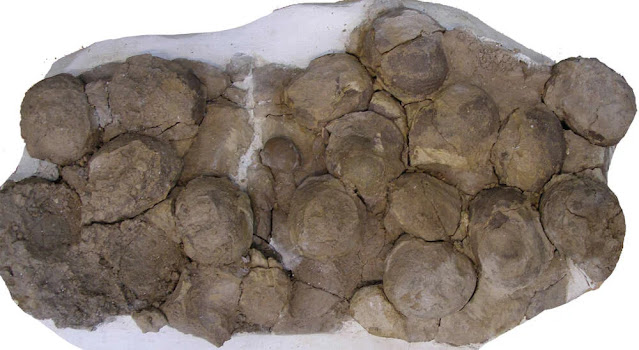 Nido con huevos de Mussaurus patagonicus de 192 millones de años de antigüedad encontrado en el sur de la Patagonia, Argentina. Crédito de la imagen: Diego Pol