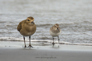 Wildlifefotografie Helgoland Düne Goldregenpfeifer