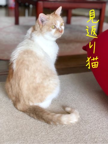 見返り猫