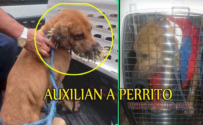 El Salvador: Auxilian a perrito que tenía el rostro y cuerpo cubierto de púas de puercoespín en San Salvador