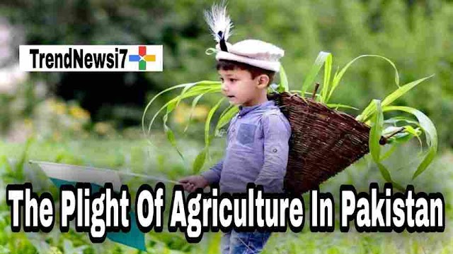 The Plight Of Agriculture In Pakistan