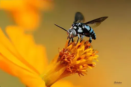 Honey Bee, flover, Neon Cuckoo Bee