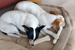 Thelma and Louise with their Christmas Chews