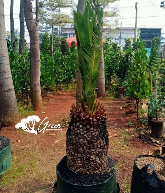 Jual Sikas Macrozamia di Mojokerto Bergaransi | Harga Macrozamia Langsung Dari Petani