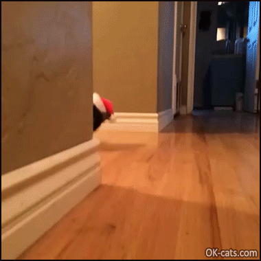 Christmas Cat GIF • OMG! santacat.exe crashes unexpectedly and falls on the floor haha [ok-cats.com]