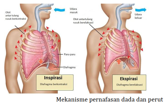 Inspirasi pernapasan dada dapat menyebabkan