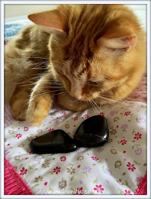 Cute ginger cat inspecting 2 shungite crystals