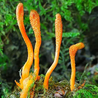 Cordyceps mushroom farming training in Ahmednagar