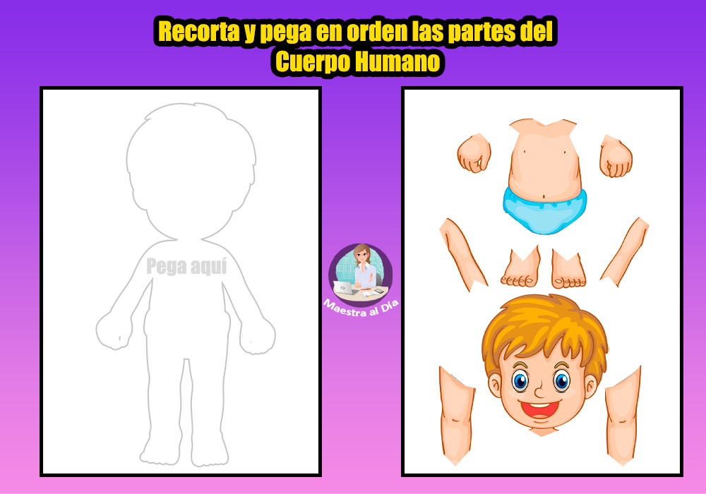 Imágenes del Cuerpo Humano para Niños