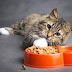 Πώς η διατροφή μπορεί να επηρεάσει το ουροποιητικό της γάτας; 