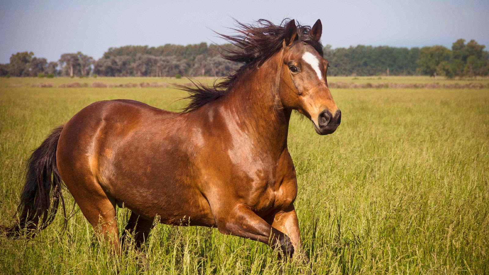 Knabstrupper Horses 30 Surprising Facts
