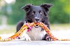  Border Collie croisé Husky: ce chien croisé est-il celui qu'il vous faut?