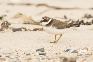 Wildlifefotografie Helgoland Düne Sandregenpfeifer