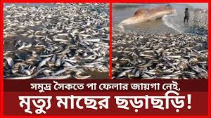 কক্সবাজার সৈকতে মৃত মাছ | Cox's Bazar | Dead Fish | Channel 24 , bangla news