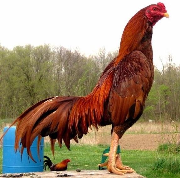 Metode Agar Ayam Cepat Besar dan Tinggi Cepat Panen dengan Harga Tinggi