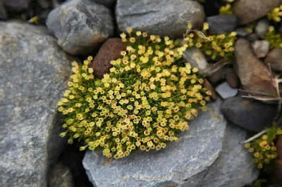 Antarctic pearlwort, one of the native plant species in Antarctica which is able to hold up against the chilly temperature of the region