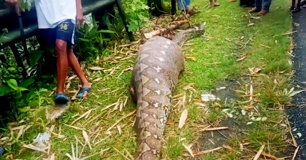 Capturan a una enorme pitón de 7 metros de largo con un cuerpo en su estómago en Indonesia