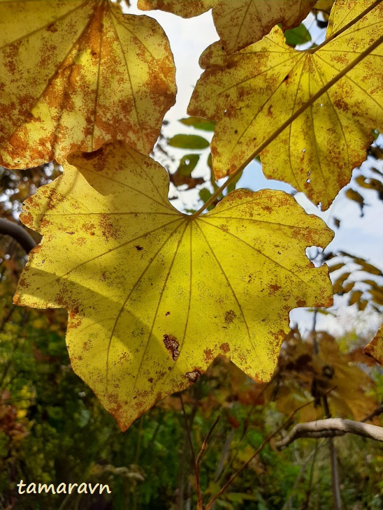 Диоскорея ниппонская (Dioscorea nipponica)