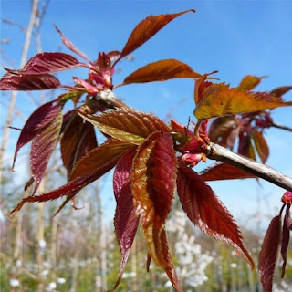 Prunus 'Kursar'