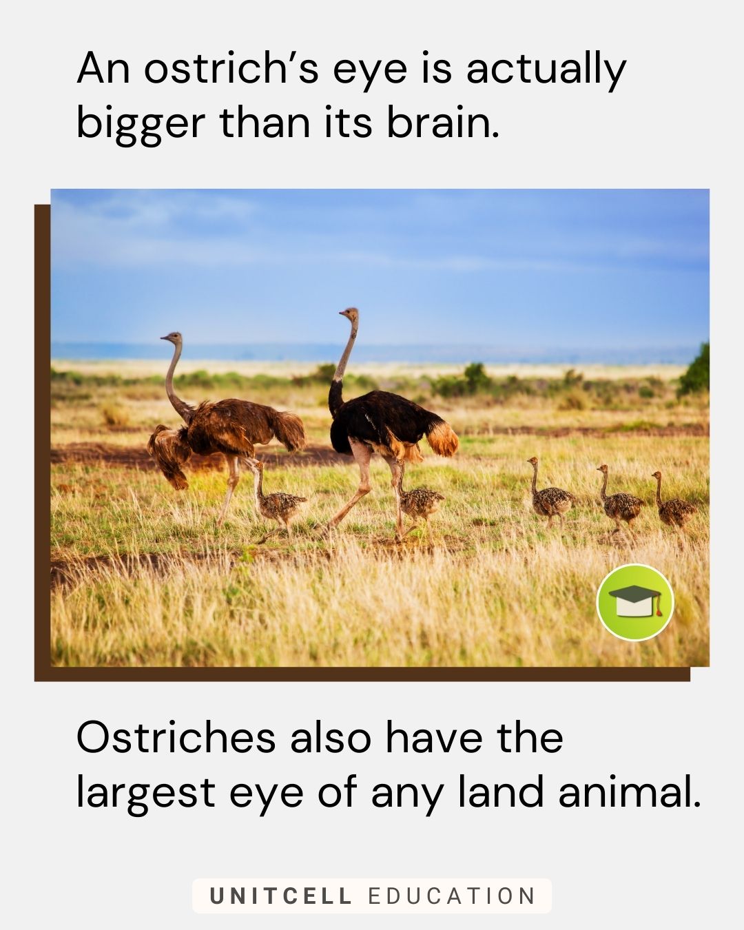 An ostrich’s eye is actually bigger than its brain. Ostriches also have the largest eye of any land animal.
