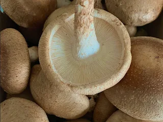Mushroom subsidy in Chennai