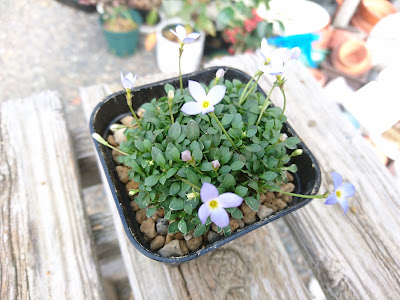 植え付け・植え替え　完成