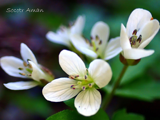 Cardamine anemonoides