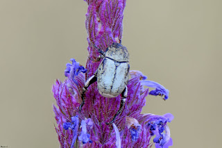 escarabajo-turquesa-hoplia-chlorophana-