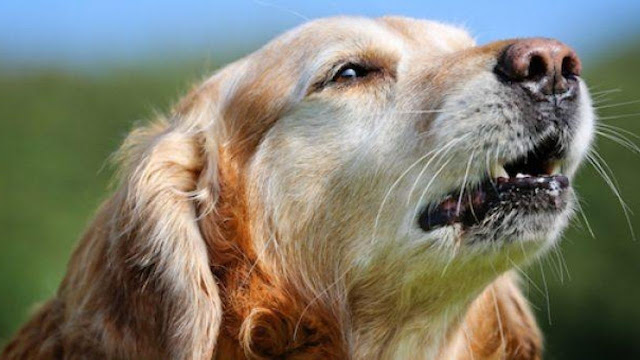 can you train a dog to stop barking