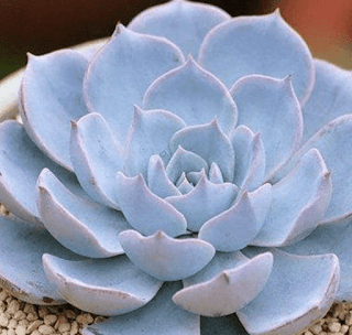 Echeveria peacockii