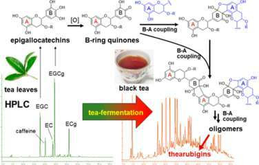 お茶の葉の"発酵" : "カテキン" の重合化 (熟成)