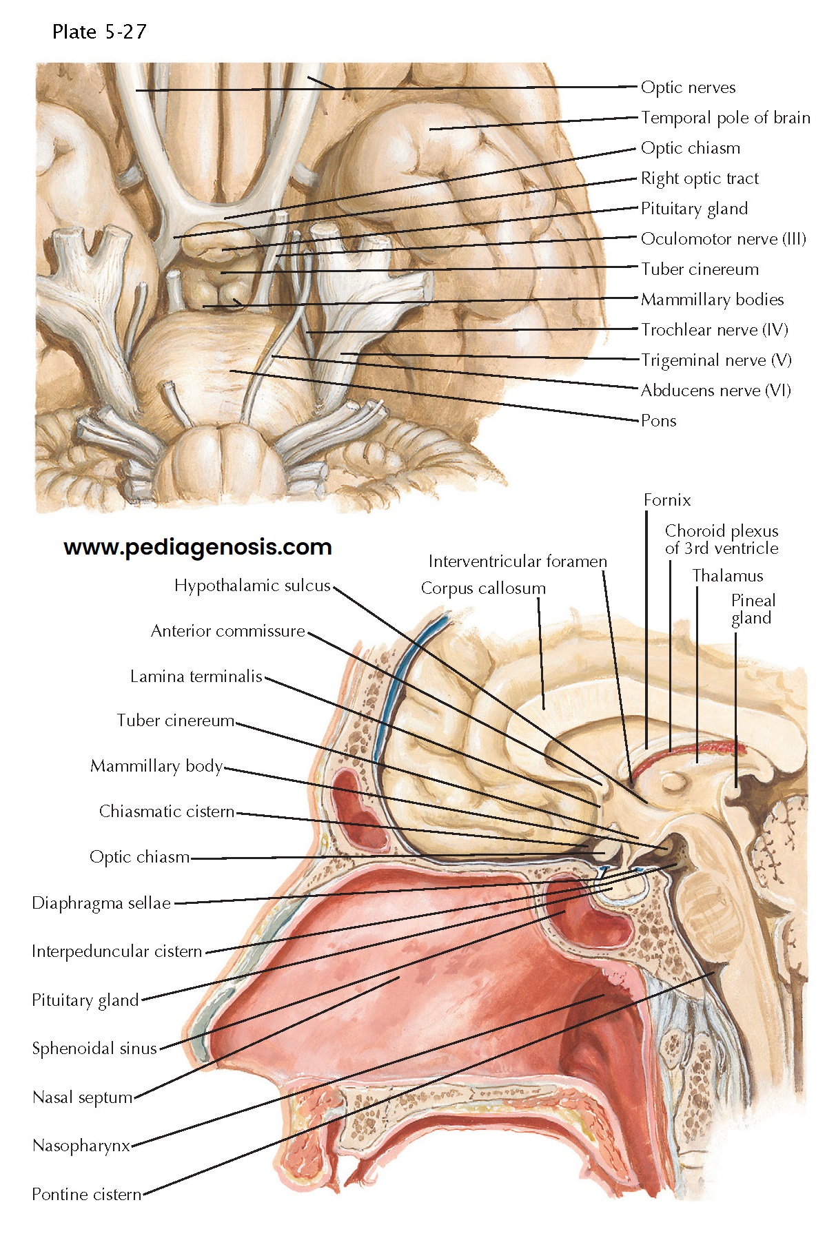 Anatomic Relationships of the Pituitary Gland